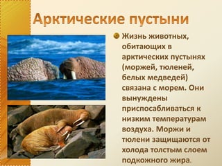 Жизнь животных,
обитающих в
арктических пустынях
(моржей, тюленей,
белых медведей)
связана с морем. Они
вынуждены
приспосабливаться к
низким температурам
воздуха. Моржи и
тюлени защищаются от
холода толстым слоем
подкожного жира.
 