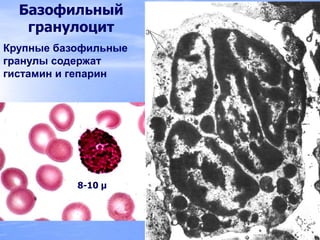 Базофильный
гранулоцит
Крупные базофильные
гранулы содержат
гистамин и гепарин
8-10 µ
 