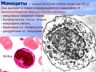 Моноциты – самые большие клетки крови (до 20 µ).
Они выходят в ткани и превращаются в макрофаги
мононуклеарная фагоцитарная система:
- макрофаги соединит. ткани,
- Купферовские клетки печени,
- макрофаги лѐгких,
- береговые кл. лимфоузлов,
- дендритные кл. эпидермиса
12-18 µ
 