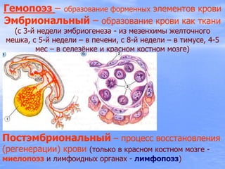 Гемопоэз – образование форменных элементов крови
Эмбриональный – образование крови как ткани
(с 3-й недели эмбриогенеза - из мезенхимы желточного
мешка, с 5-й недели – в печени, с 8-й недели – в тимусе, 4-5
мес – в селезѐнке и красном костном мозге)
Постэмбриональный – процесс восстановления
(регенерации) крови (только в красном костном мозге -
миелопоэз и лимфоидных органах - лимфопоэз)
 