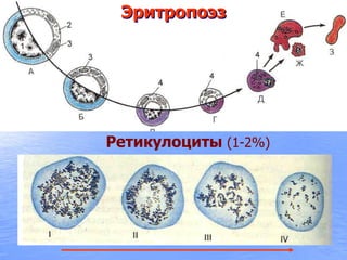 Эритропоэз
Ретикулоциты (1-2%)
 