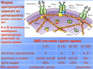 Rh- антиген универсал. донор реципиент
Форма
эритроцитов
зависит от
цитоскелета
(актин, спектрин, и
др.)
А и В антигены
мембраны
эритроцитов,
отвечают за
группу крови
I (0) II (А) III (B) IV (AB)
Антигены эритроцитов 0 А В А, В
Антитела в плазме антиА, антиВ антиВ антиА Нет
Доля людей 40% 43% 12% 5%
АВ0 система групп крови
 