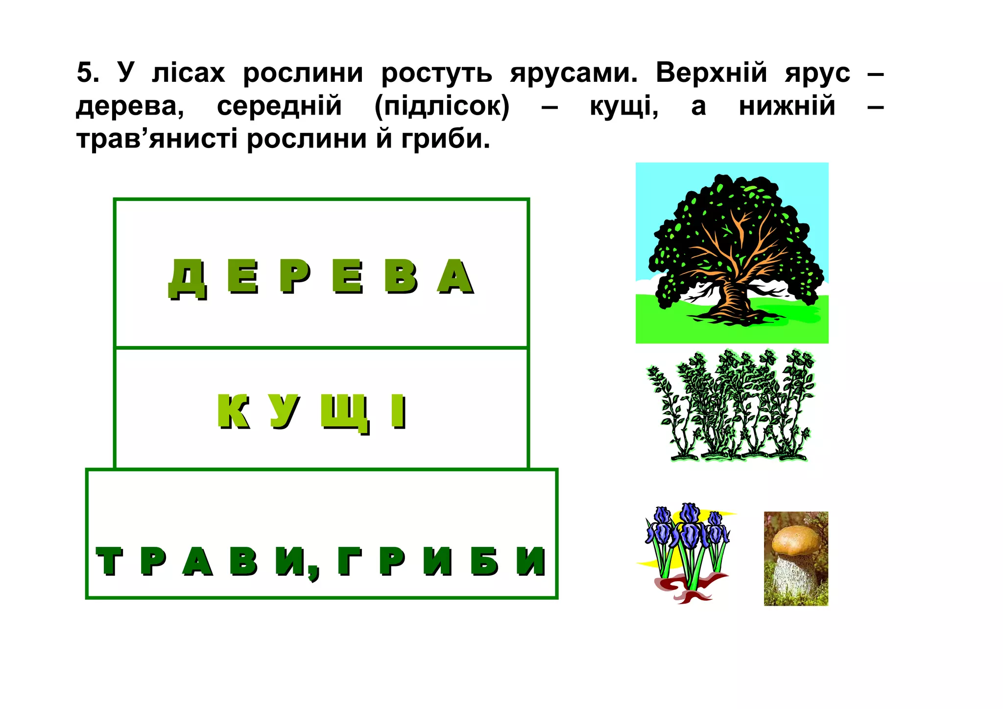 5. У лісах рослини ростуть ярусами. Верхній ярус –
дерева, середній (підлісок) – кущі, а нижній –
трав’янисті рослини й гриби.
Д Е Р Е В АД Е Р Е В А
К У Щ ІК У Щ І
Т Р А В И, Г Р И Б ИТ Р А В И, Г Р И Б И
 
