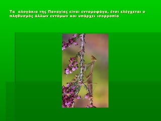 Τα αλογάκια της Παναγίας είναι εντομοφάγα, έτσι ελέγχεται οΤα αλογάκια της Παναγίας είναι εντομοφάγα, έτσι ελέγχεται ο
πληθυσμός άλλων εντόμων και υπάρχει ισορροπίαπληθυσμός άλλων εντόμων και υπάρχει ισορροπία
 