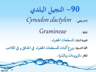 ‫العلمي‬ ‫الامس‬:Cynodon dactylon
‫العائةل‬:Gramineae
‫نباتية‬‫ل‬‫ا‬ ‫اجملموعة‬:‫اء‬‫رض‬‫اخل‬ ‫سطحات‬‫مل‬‫ا‬.
‫يقية‬‫نس‬‫لت‬‫ا‬ ‫مية‬‫لق‬‫ا‬:‫اء‬‫رض‬‫اخل‬ ‫سطحات‬‫للم‬ ‫بات‬‫ن‬‫ك‬ ‫يزرع‬‫و‬ ‫احلدائق‬ ‫يف‬‫املالعب‬ ‫يف‬
‫التاكثر‬:‫بذرة‬‫ل‬‫واب‬ ‫يزومات‬‫ر‬‫ابل‬.
 