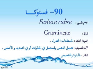 ‫العلمي‬ ‫الامس‬:Festucarubra
‫العائةل‬:Gramineae
‫نباتية‬‫ل‬‫ا‬ ‫اجملموعة‬:‫اء‬‫رض‬‫اخل‬ ‫سطحات‬‫مل‬‫ا‬.
‫يقية‬‫نس‬‫لت‬‫ا‬ ‫مية‬‫لق‬‫ا‬:‫يف‬ ‫تعمل‬‫س‬‫ت‬‫و‬ ‫ادلهس‬ ‫تحمل‬‫ت‬‫تحديد‬‫ل‬‫ا‬ ‫يف‬ ‫و‬‫أ‬ ‫ات‬‫ر‬‫املطا‬‫صص‬‫ال‬ ‫و‬.
‫التاكثر‬:‫يص‬‫تفص‬‫ل‬‫ا‬‫و‬ ‫بذرة‬‫ل‬‫اب‬.
 