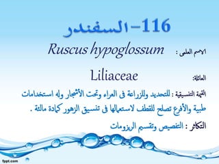 ‫العلمى‬ ‫الامس‬:Ruscushypoglossum
‫العائةل‬:Liliaceae
‫مية‬‫لق‬‫ا‬‫يقية‬‫نس‬‫لت‬‫ا‬:‫و‬ ‫جشار‬‫ال‬ ‫وحتت‬ ‫اء‬‫ر‬‫الع‬ ‫ىف‬ ‫للزراعة‬‫و‬ ‫تحديد‬‫لل‬‫تخدامات‬‫س‬‫ا‬ ‫هل‬
‫الزهور‬ ‫يق‬‫س‬‫تن‬ ‫ىف‬ ‫تعاملها‬‫س‬‫ال‬ ‫للقطف‬ ‫تصلح‬ ‫فرع‬‫ال‬‫و‬ ‫ية‬‫ب‬‫ط‬‫ئة‬‫ل‬‫ما‬ ‫كامدة‬.
‫تاكثر‬‫ل‬‫ا‬:‫يزومات‬‫ر‬‫ال‬ ‫مي‬‫س‬‫تق‬‫و‬ ‫يص‬‫تفص‬‫ل‬‫ا‬
 