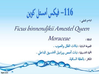 ‫العلمي‬ ‫الامس‬:
Ficus binnendjkii Amestel Queen
‫العائةل‬:Moraceae
‫نباتية‬‫ل‬‫ا‬ ‫اجملموعة‬:‫الصوب‬‫و‬ ‫الظل‬ ‫بااتت‬‫ن‬.
‫يقية‬‫نس‬‫لت‬‫ا‬ ‫مية‬‫لق‬‫ا‬:‫ادلاخيل‬ ‫يق‬‫س‬‫تن‬‫لل‬ ‫اميل‬‫ر‬‫ب‬‫و‬ ‫صص‬‫أ‬ ‫بات‬‫ن‬.
‫التاكثر‬:‫ساقية‬‫ل‬‫ا‬ ‫ابلعقةل‬.
 