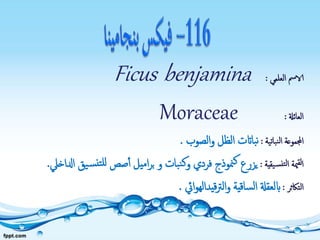 ‫العلمي‬ ‫الامس‬:Ficus benjamina
‫العائةل‬:Moraceae
‫نباتية‬‫ل‬‫ا‬ ‫اجملموعة‬:‫الصوب‬‫و‬ ‫الظل‬ ‫بااتت‬‫ن‬.
‫يقية‬‫نس‬‫لت‬‫ا‬ ‫مية‬‫لق‬‫ا‬:‫فردي‬ ‫منوذج‬‫ك‬ ‫يزرع‬‫و‬ ‫بات‬‫ن‬‫ك‬‫و‬‫يق‬‫س‬‫تن‬‫لل‬ ‫صص‬‫أ‬ ‫اميل‬‫ر‬‫ب‬‫ادلاخيل‬.
‫التاكثر‬:‫ايئ‬‫و‬‫قيداله‬‫رت‬‫ال‬‫و‬ ‫ساقية‬‫ل‬‫ا‬ ‫ابلعقةل‬.
 