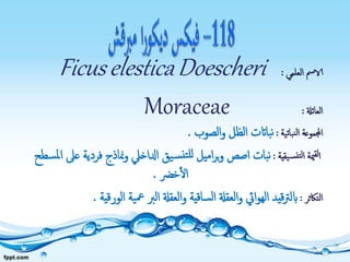 ‫العلمي‬ ‫الامس‬:FicuselesticaDoescheri
‫العائةل‬:Moraceae
‫نباتية‬‫ل‬‫ا‬ ‫اجملموعة‬:‫الصوب‬‫و‬ ‫الظل‬ ‫بااتت‬‫ن‬.
‫يقية‬‫نس‬‫لت‬‫ا‬ ‫مية‬‫لق‬‫ا‬:‫ف‬ ‫مناذج‬‫و‬ ‫ادلاخيل‬ ‫يق‬‫س‬‫تن‬‫لل‬ ‫اميل‬‫ر‬‫ب‬‫و‬ ‫اصص‬ ‫بات‬‫ن‬‫سطح‬‫مل‬‫ا‬ ‫عىل‬ ‫ردية‬
‫خرض‬‫ال‬.
‫التاكثر‬:‫العقةل‬‫و‬ ‫ايئ‬‫و‬‫اله‬ ‫قيد‬‫رت‬‫ابل‬‫ساقية‬‫ل‬‫ا‬‫ال‬ ‫ية‬‫مع‬ ‫الرب‬ ‫العقةل‬‫و‬‫ورقية‬.
 