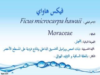 ‫العلمي‬ ‫الامس‬:Ficusmicrocarpahawaii
‫العائةل‬:Moraceae
‫نباتية‬‫ل‬‫ا‬ ‫اجملموعة‬:‫جشار‬‫أ‬.
‫يقية‬‫نس‬‫لت‬‫ا‬ ‫مية‬‫لق‬‫ا‬:‫ع‬ ‫فردية‬ ‫مناذج‬‫و‬ ‫ادلاخيل‬ ‫يق‬‫س‬‫تن‬‫لل‬ ‫اميل‬‫ر‬‫ب‬‫و‬ ‫اصص‬ ‫بات‬‫ن‬‫سطح‬‫مل‬‫ا‬ ‫ىل‬‫خرض‬‫ال‬
‫التاكثر‬:‫ابلعقةل‬‫ايئ‬‫و‬‫اله‬ ‫قيد‬‫رت‬‫ال‬ ‫و‬ ‫ساقية‬‫ل‬‫ا‬.
 