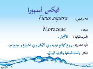 ‫العلمي‬ ‫الامس‬:Ficusaspera
‫العائةل‬:Moraceae
‫نباتية‬‫ل‬‫ا‬ ‫اجملموعة‬:‫جشار‬‫ال‬.
‫يقية‬‫نس‬‫لت‬‫ا‬ ‫مية‬‫لق‬‫ا‬:‫ار‬‫و‬‫ش‬‫ل‬‫ا‬ ‫يف‬ ‫و‬ ‫اكن‬‫ر‬‫ال‬ ‫يف‬ ‫و‬ ‫فردية‬ ‫كامنذج‬ ‫يزرع‬‫ممزي‬ ‫منوذج‬ ‫و‬ ‫ع‬.
‫التاكثر‬:‫ايئ‬‫و‬‫اله‬ ‫قيد‬‫رت‬‫ال‬‫و‬ ‫ساقية‬‫ل‬‫ا‬ ‫ابلعقةل‬.
 
