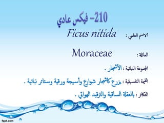 ‫العلمي‬ ‫الامس‬:Ficus nitida
‫العائةل‬:Moraceae
‫نباتية‬‫ل‬‫ا‬ ‫اجملموعة‬:‫جشار‬‫ال‬.
‫يقية‬‫نس‬‫لت‬‫ا‬ ‫مية‬‫لق‬‫ا‬:‫س‬‫و‬ ‫ورقية‬ ‫يجة‬‫س‬‫أ‬‫و‬ ‫ارع‬‫و‬‫ش‬ ‫جشار‬‫ك‬ ‫يزرع‬‫ية‬‫ت‬‫با‬‫ن‬ ‫تائر‬.
‫التاكثر‬:‫ايئ‬‫و‬‫اله‬ ‫قيد‬‫رت‬‫ال‬‫و‬ ‫ساقية‬‫ل‬‫ا‬ ‫ابلعقةل‬.
 