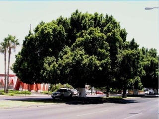 مقرر 13201 - الفرقة الثانية -   الدرس العملي السادس