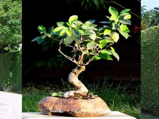 مقرر 13201 - الفرقة الثانية -   الدرس العملي السادس