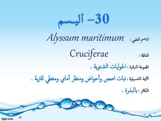 ‫العلمي‬ ‫الامس‬:Alyssum maritimum
‫العائةل‬:Cruciferae
‫نباتية‬‫ل‬‫ا‬ ‫اجملموعة‬:‫ية‬‫و‬‫ت‬‫ش‬‫ل‬‫ا‬ ‫يات‬‫ل‬‫و‬‫احل‬.
‫يقية‬‫نس‬‫لت‬‫ا‬ ‫مية‬‫لق‬‫ا‬:‫بة‬‫رت‬‫لل‬ ‫ومغطي‬ ‫مايم‬‫أ‬ ‫ومنظر‬ ‫اض‬‫و‬‫ح‬‫أ‬‫و‬ ‫اصص‬ ‫بات‬‫ن‬.
‫التاكثر‬:‫بذرة‬‫ل‬‫اب‬.
 