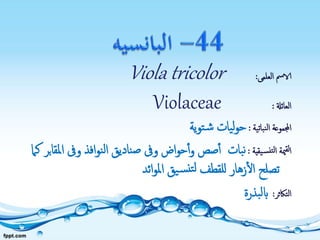 ‫العلمى‬ ‫الامس‬:Viola tricolor
‫العائةل‬:Violaceae
‫نباتية‬‫ل‬‫ا‬ ‫اجملموعة‬:‫ية‬‫و‬‫ت‬‫ش‬ ‫يات‬‫ل‬‫و‬‫ح‬
‫يقية‬‫نس‬‫لت‬‫ا‬ ‫مية‬‫لق‬‫ا‬:‫بات‬‫ن‬‫وىف‬ ‫افذ‬‫و‬‫ن‬‫ل‬‫ا‬ ‫ناديق‬‫ص‬ ‫وىف‬ ‫اض‬‫و‬‫ح‬‫أ‬‫و‬ ‫صص‬‫أ‬‫كام‬ ‫بر‬‫ا‬‫املق‬
‫ائد‬‫و‬‫امل‬ ‫يق‬‫س‬‫تن‬‫ل‬ ‫للقطف‬ ‫زهار‬‫ال‬ ‫تصلح‬
‫التاكثر‬:‫بذرة‬‫ل‬‫اب‬
 