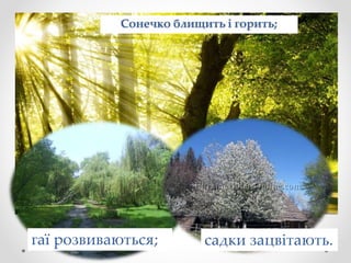 гаї розвиваються; садки зацвітають.
 