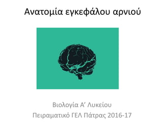 Ανατομία εγκεφάλου αρνιού
Βιολογία Α’ Λυκείου
Πειραματικό ΓΕΛ Πάτρας 2016-17
 