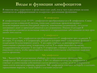Виды и функции лимфоцитов
В «чистом» виде существуют в крови несколько дней, после чего в различных железах
начинается их дифференциация на подгруппы с различными функциями:
B-лимфоциты
В лимфатических узлах 10-15% лимфоцитов преобразовывается в B-лимфоциты. Самые
важные клетки в иммунной системе, поскольку, единожды проконтактировав с
болезнетворным агентом (бактерией, вирусом, химическим соединением), эти клетки
запоминают агент и приспосабливаются к его устранению. Именно благодаря B-
лимфоцитам становится возможным иммунитет к перенесенным заболеваниям на весь срок
жизни этих клеток.
Т-лимфоциты
В тимусе около 70% лимфоцитов преобразовывается в Т-лимфоциты трех подвидов: Т-
киллеры, Т-хелперы, и Т-супрессоры, каждый из которых имеет собственные функции в
подавлении болезнетворного агента. Т-киллеры отвечают за непосредственное
уничтожение и расщепление чужеродных клеток; Т-хелперы выделяют вещества,
поддерживающие реакцию Т-киллеров; Т-супрессоры отвечают за снижение мощности
иммунного ответа, чтобы предотвратить массовое уничтожение собственных здоровых
клеток организма.
NK-лимфоциты
NK – Natural Killer (естественные убийцы), что точно описывает функцию NK-
лимфоцитов. Эта подгруппа составляет 5-10% от общего количества лимфоцитов и
отвечает за уничтожение собственных клеток организма в случае, если на поверхности
таких клеток находятся маркеры заражения. NK-лимфоциты отвечают за борьбу с клетками,
зараженными вирусом, а также борьбу с клетками опухолей.
 