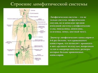 Строение лимфатической системы
Лимфатическая система – это не
только система лимфатических
сосудов, но и комплекс органов
иммунной системы (лимфатические
узлы, миндалины, аппендикс,
селезенка, тимус, костный мозг).
Диаметр лимфатических капилляров в
4-6 раз больше, чем кровеносных
капилляров, что позволяет проникать
в них крупным молекулам, инородным
телам и микроорганизмам, размеры
которых больше кровеносных
капилляров.
 