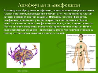Лимфоузлы и лимфоциты
В лимфоузлах образуются лимфоциты, уничтожающие микроорганизмы,
клетки организма, поврежденные возбудителем, мутировавшие клетки,
остатки погибших клеток, токсины. Иммунные клетки (фагоциты,
лимфоциты) принимают участие в процессе пищеварения и обмена
веществ. Соответственно лимфа, выходящая из узлов, в норме очищена.
Печень и почки завершают процесс обезвреживания и очистки. Почки
являются фильтром крови – прохождение крови через почки очищает её
плазму от токсинов и выводит их вместе с мочой.
лимфоузел
 