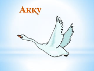 Аққу
 