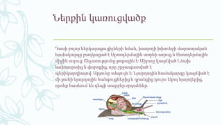 Ներքին կառուցվածք
Դասի բոլոր ներկայացուցիչների նման, խաղողի խխունջի մարսողական
համակարգը բաղկացած է էկտոդերմային առջևի աղուց և էնտոդերմային
միջին աղուց։ Շնչառությունը թոքային է։ Սիրտը կազմված է ձախ
նախասրտից և փորոքից, որը շրջապատված է
պերիկարդիայով։ Արյունը անգույն է։ Նյարդային համակարգը կազմված է
մի քանի նյարդային հանգույցներից և դրանցից դուրս եկող նյարդերից,
որոնք հասնում են դեպի տարբեր օրգաններ։
 