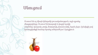 Սնուցում
Ուտում են ոչ միայն կենդանի բուսականություն, այլև դրանց
մնացորդները։ Ուտում են խաղողի և վայրի ելակի
տերևներ, կաղամբ, բողկ, ծովաբողկ, խատուտիկ, եզան լեզու։ կմախքի լավ
կառուցվածքի համար նրանց անհրաժեշտ է կալցիում։
 