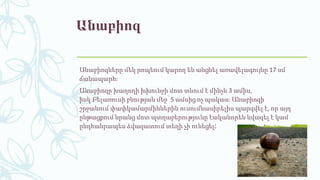 Անաբիոզ
Անաբիոզները մեկ րոպեում կարող են անցնել առավելագույնը 17 սմ
ճանապարհ։
Անաբիոզը խաղողի խխունջի մոտ տևում է մինչև 3 ամիս,
իսկ Բելառուսի բնության մեջ՝ 5 ամսից ոչ պակաս։ Անաբիոզի
շրջանում փափկամարմիններին ուսումնասիրելիս պարզվել է, որ այդ
ընթացքում նրանց մոտ պտղաբերությունը էականորեն նվազել է կամ
ընդհանրապես ձվազատում տեղի չի ունեցել։
 