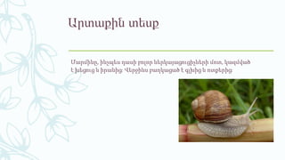 Արտաքին տեսք
Մարմինը, ինչպես դասի բոլոր ներկայացուցիչների մոտ, կազմված
է խեցուց և իրանից։ Վերջինս բաղկացած է գլխից և ոտքերից։
 