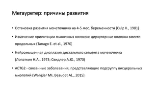 Мегауретер: причины развития
• Остановка развития мочеточника на 4-5 мес. беременности (Culp K., 1981)
• Изменение ориентации мышечных волокон: циркулярные волокна вместо
продольных (Tanago E. et al., 1970)
• Нейромышечная дисплазия дистального сегмента мочеточника
(Лопаткин Н.А., 1973; Свидлер А.Ю., 1970)
• ACTG2 - связанные заболевания, представляющие подгруппу висцеральных
миопатий (Wangler MF, Beaudet AL., 2015)
 