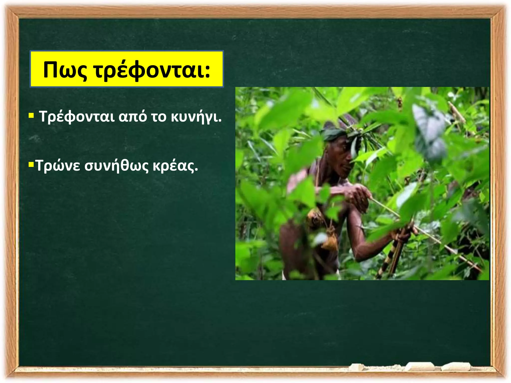  Τρέφονται από το κυνήγι.
Τρώνε συνήθως κρέας.
Πως τρέφονται:
 