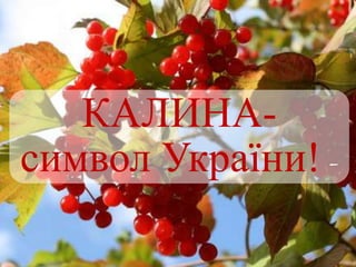 КАЛИНА-
символ України! -
 