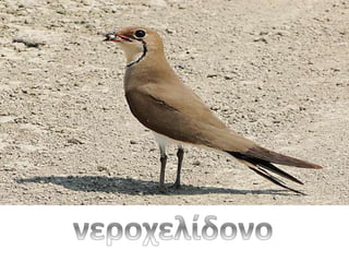 Νερό...και κάτι άλλο