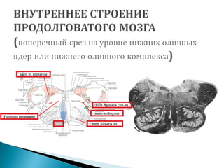 nucl. Spinalis (ЧН-V)
nucl. tr. solitarius
Formatio reticularis
nucl. ambiguus
nucl. olivaris inf.
 