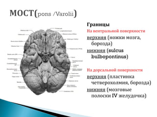 Границы
На вентральной поверхности
верхняя (ножки мозга,
борозда)
нижняя (sulcus
bulbopontinus)
На дорсальной поверхности
верхняя (пластинка
четверохолмия, борозда)
нижняя (мозговые
полоски IV желудочка)
 