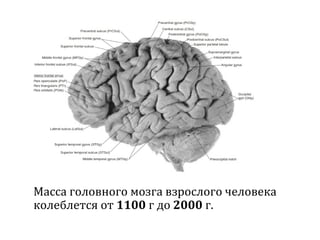 Масса головного мозга взрослого человека
колеблется от 1100 г до 2000 г.
 