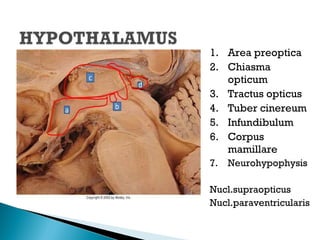 1. Area preoptica
2. Chiasma
opticum
3. Tractus opticus
4. Tuber cinereum
5. Infundibulum
6. Corpus
mamillare
7. Neurohypophysis
Nucl.supraopticus
Nucl.paraventricularis
 