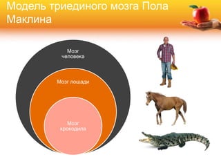 Мозг
человека
Мозг лошади
Мозг
крокодила
Модель триединого мозга Пола
Маклина
 