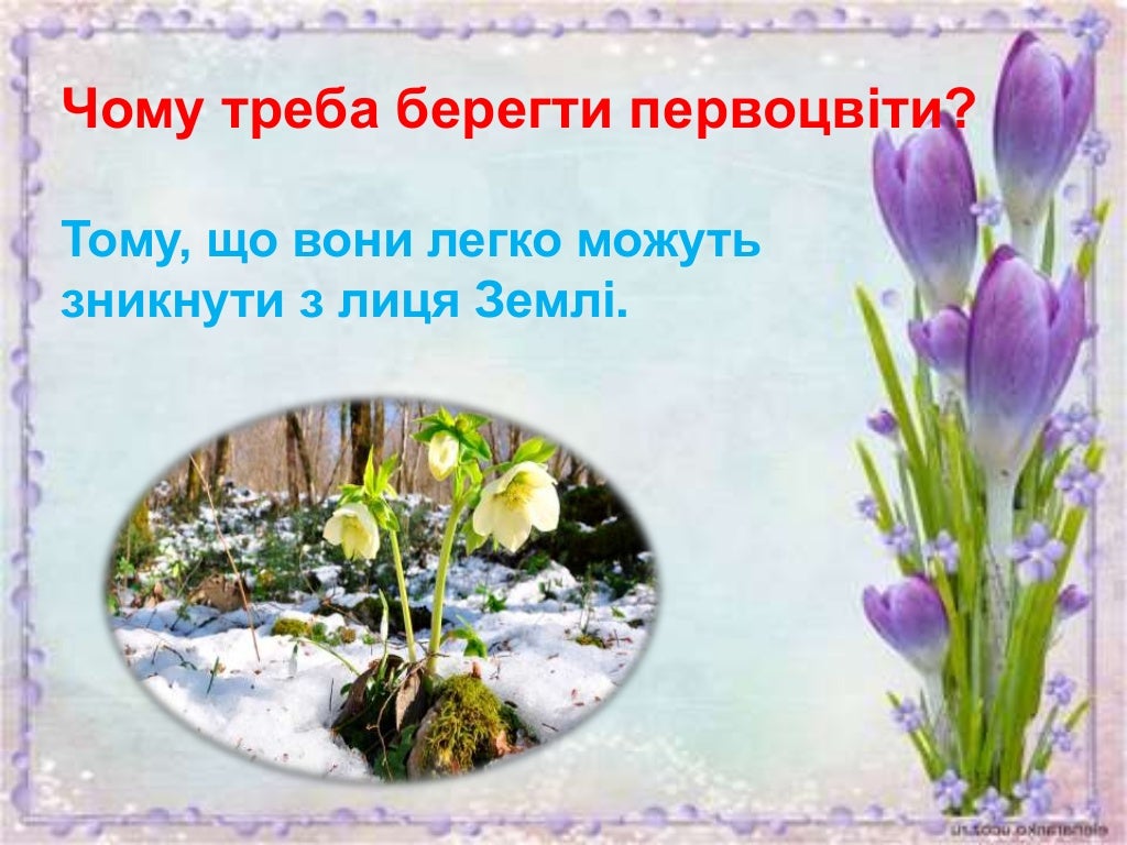 Презентація про первоцвіти