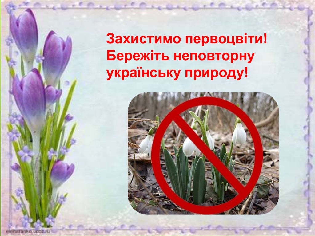 Презентація про первоцвіти