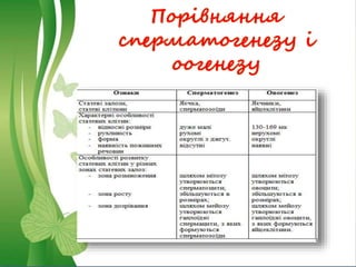 Порівняння
сперматогенезу і
оогенезу
 