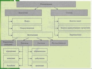 Це відтворення організмом нових
особин і збільшення їх чисельності. Це
одна з основних властивостей живих
організмів, що забезпечує
неперервність і спадковість життя.
Розмноження
Натисни тут
 