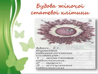 Будова жіночої
статевої клітини
 