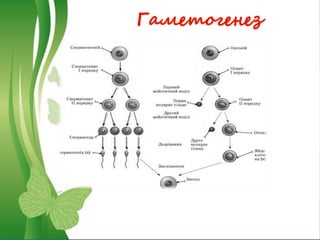 Гаметогенез
 