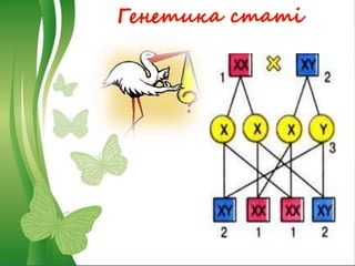 Генетика статі
 