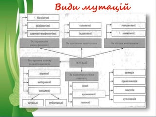 Види мутацій
 