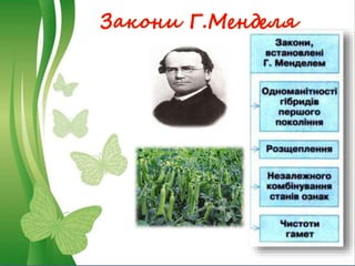 Закони Г.Менделя
 