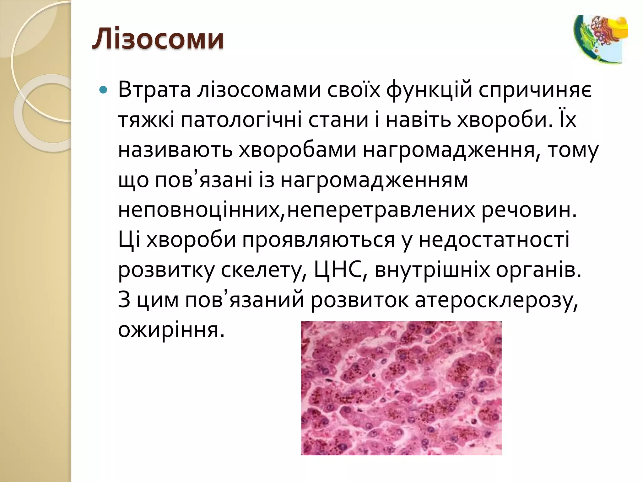 одномембранні органели | PPT